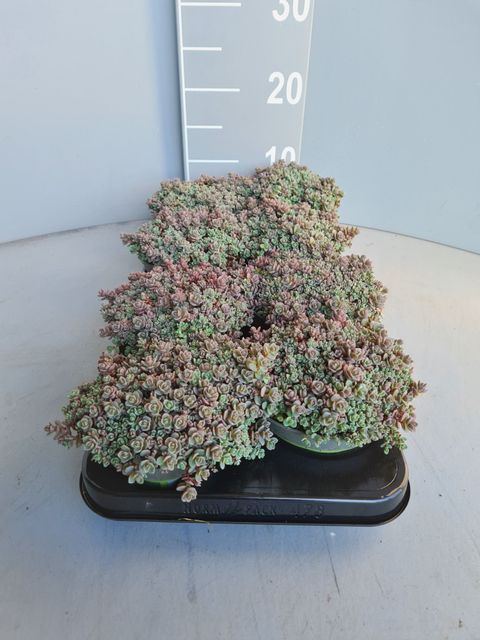Sedum cyaneum 'Sachalin'