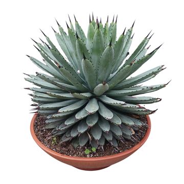 Agave macroacantha