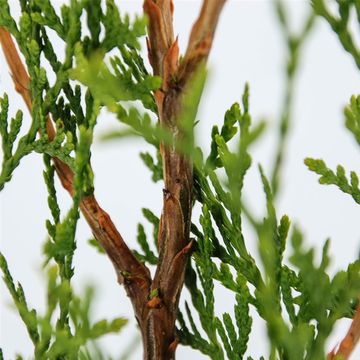 Thuja occidentalis 'King of Brabant'