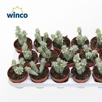 Euphorbia mammillaris variegata