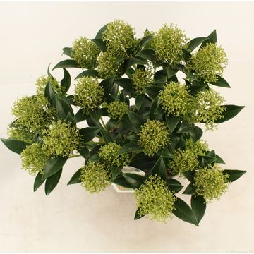 Skimmia japonica 'Марло'