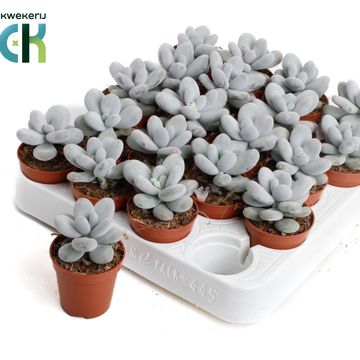 Pachyphytum oviferum