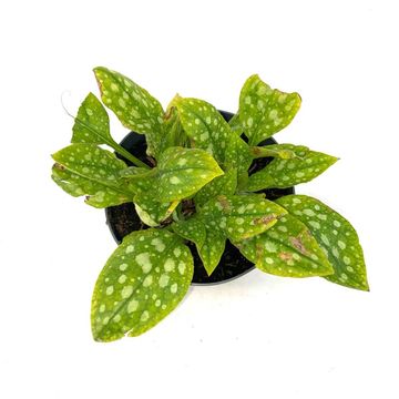 Pulmonaria officinalis 'Sissinghurst White'