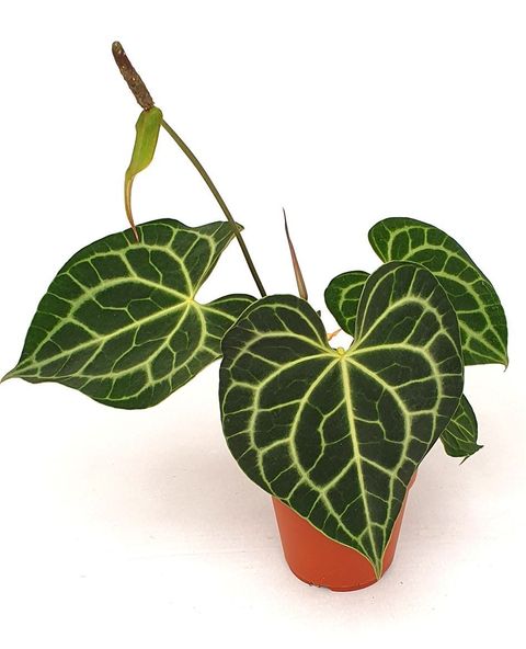 Anthurium clarinervium