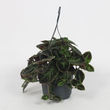 Episcia 'Black Velvet'