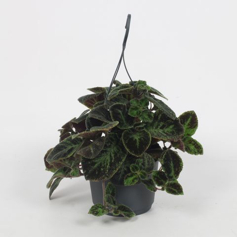 Episcia 'Black Velvet'