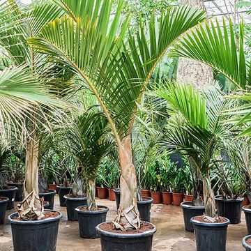 Hyophorbe verschaffeltii