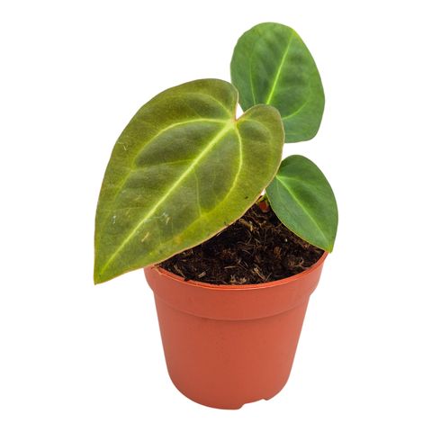 Anthurium Dark Phoenix x Papillilaminum