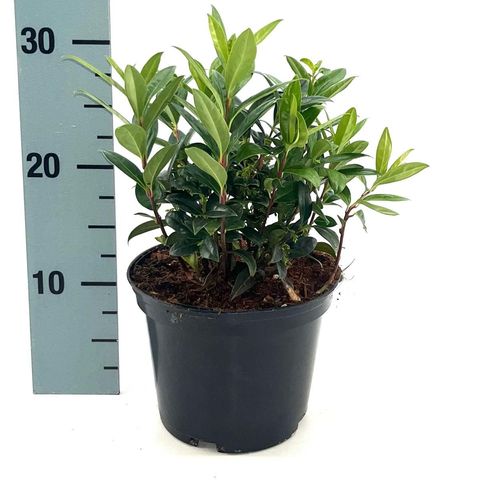 Sarcococca hookeriana humilis
