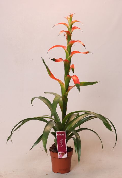 Guzmania wittmackii