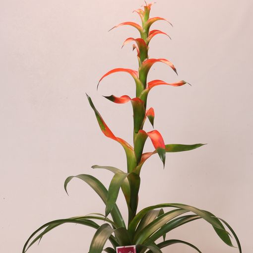 Guzmania wittmackii