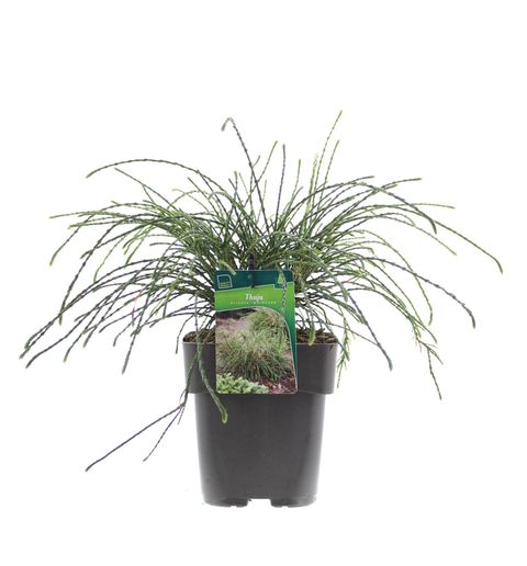 Thuja plicata 'Whipcord'