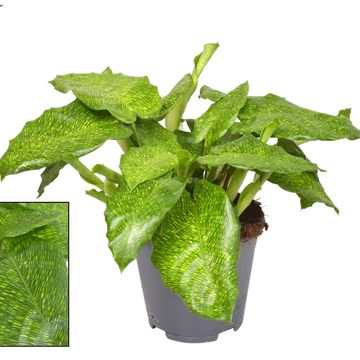 Calathea musaica NETWORK