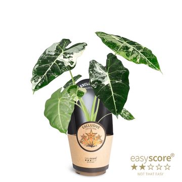 Alocasia micholitziana 'Frydek Variegata'