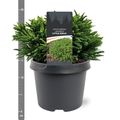 Cryptomeria japonica 'Little Sonja'