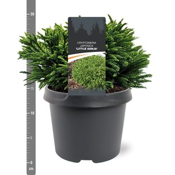 Cryptomeria japonica 'Little Sonja'