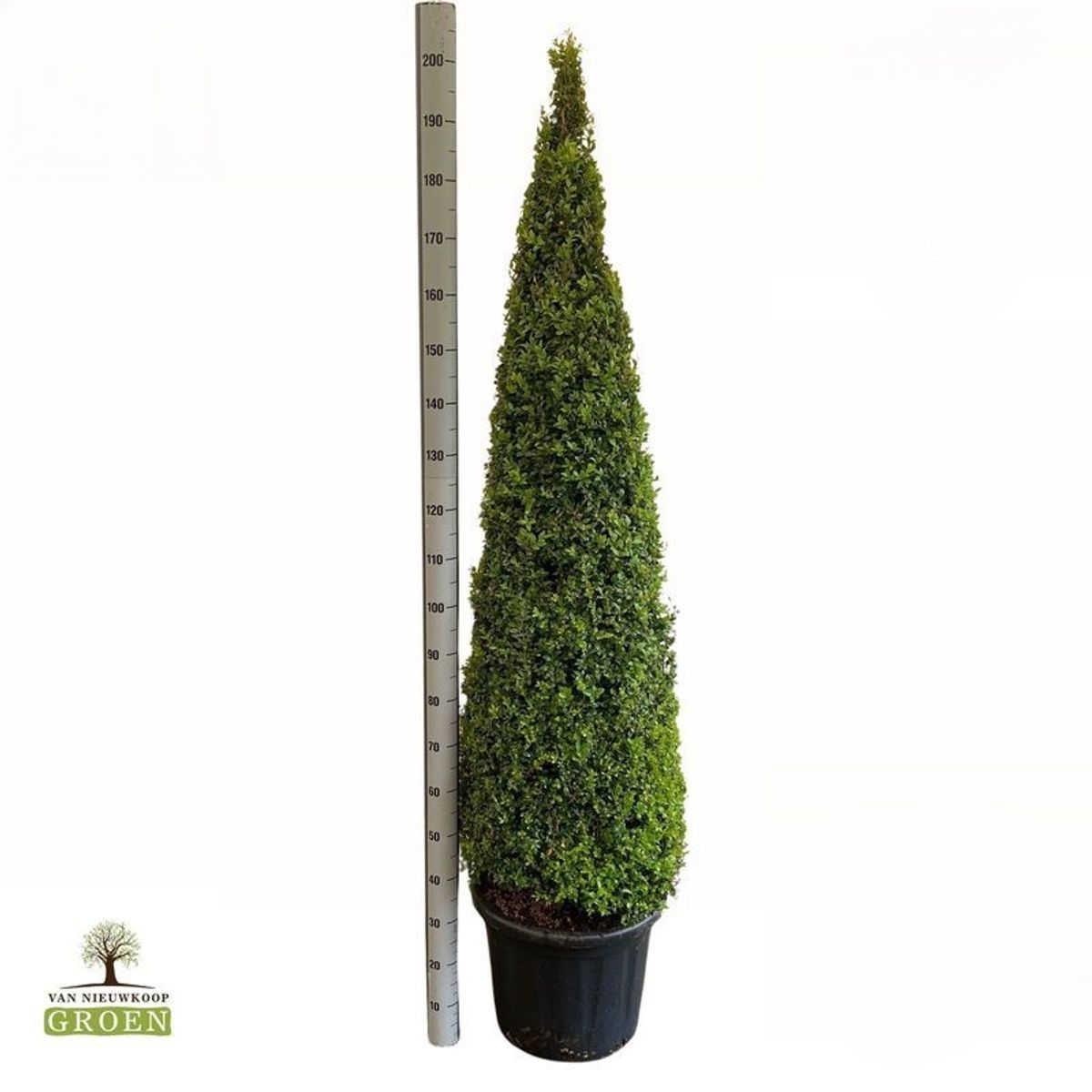 Buxus sempervirens — Plant Wholesale FlorAccess