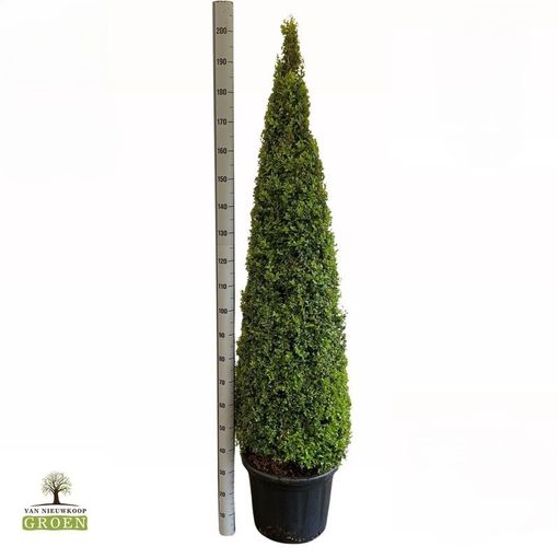 Buxus sempervirens