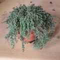 Thymus praecox Lodden