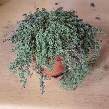 Thymus praecox Lodden
