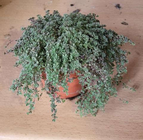 Thymus praecox Lodden