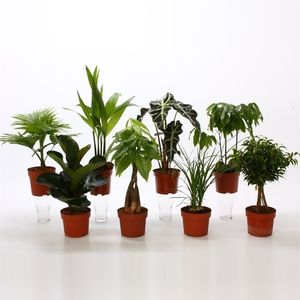 Houseplants MIX (Bunnik Plants)