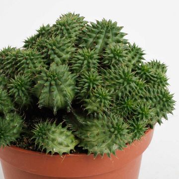 Euphorbia susannae
