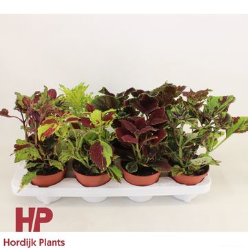 Coleus MIX