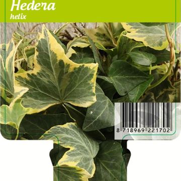 Hedera helix