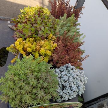 Sedum MIX
