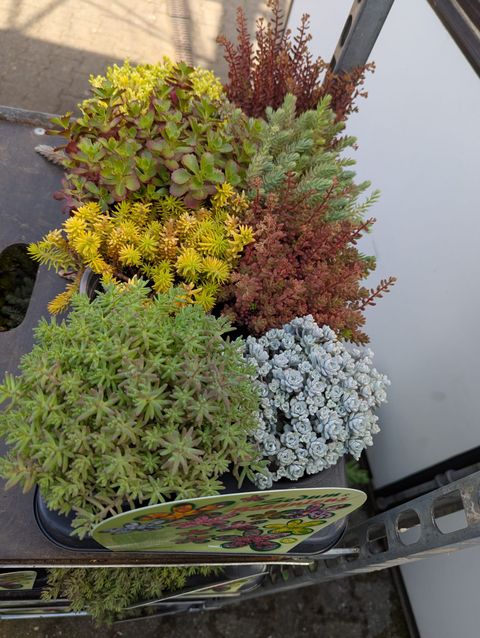 Sedum MIX