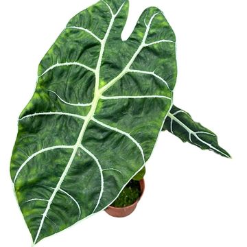 Alocasie 'Watsoniana Big Form'