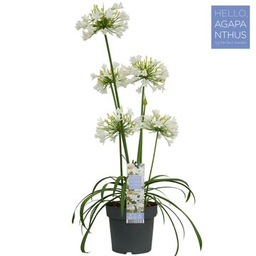 Agapanthus EVERPANTHUS EVER WHITE