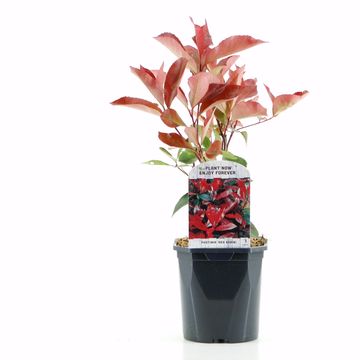 Photinia x fraseri
