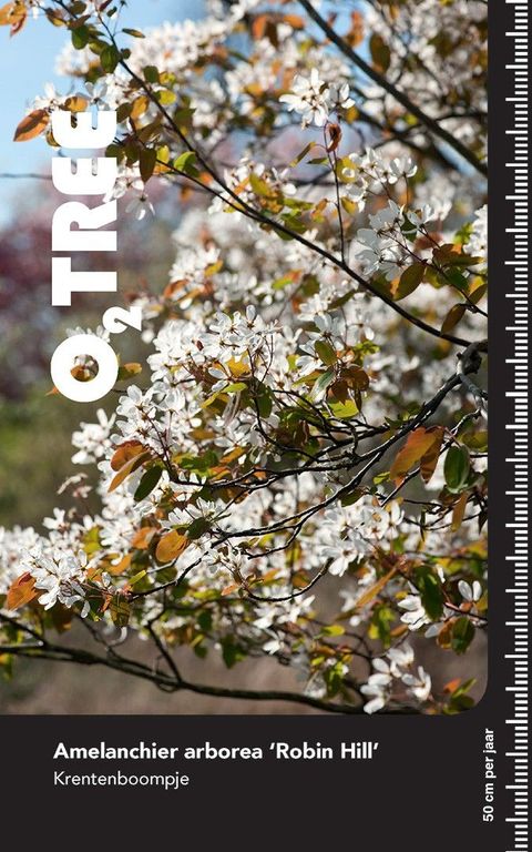 Amelanchier arborea 'Robin Hill'