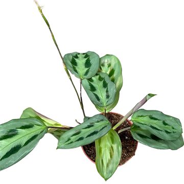 Maranta cristata 'Intense'