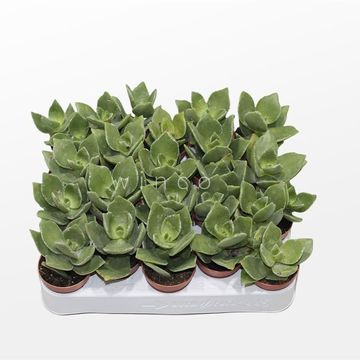 Crassula lactea