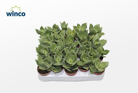 Crassula lactea