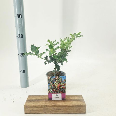 Ilex aquifolium