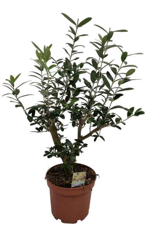 Olea europaea