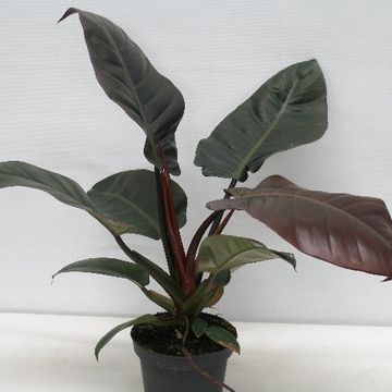 Philodendron BLACK CARDINAL