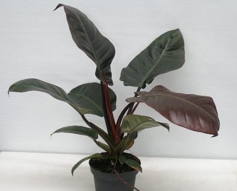 Philodendron BLACK CARDINAL