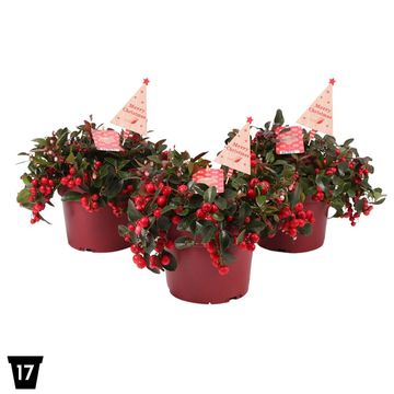 Gaultheria procumbens BIG BERRY
