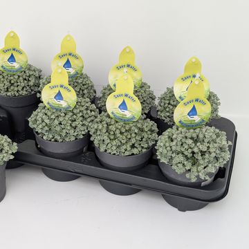 Sedum spathulifolium 'Cape Blanco'