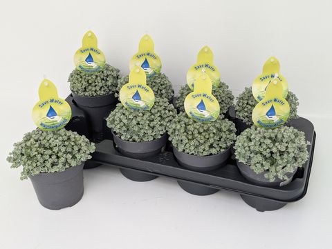 Sedum spathulifolium 'Cape Blanco'