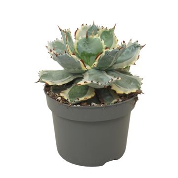 Agave potatorum 'Variegata'