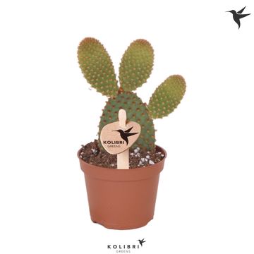 Opuntia microdasys rufida