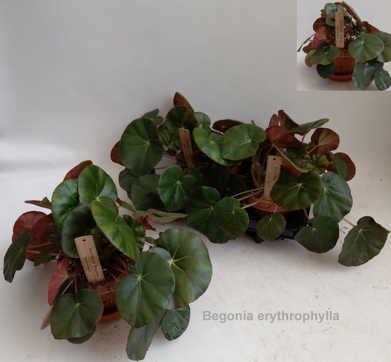 Begonia x erythrophylla — Plant Wholesale FlorAccess