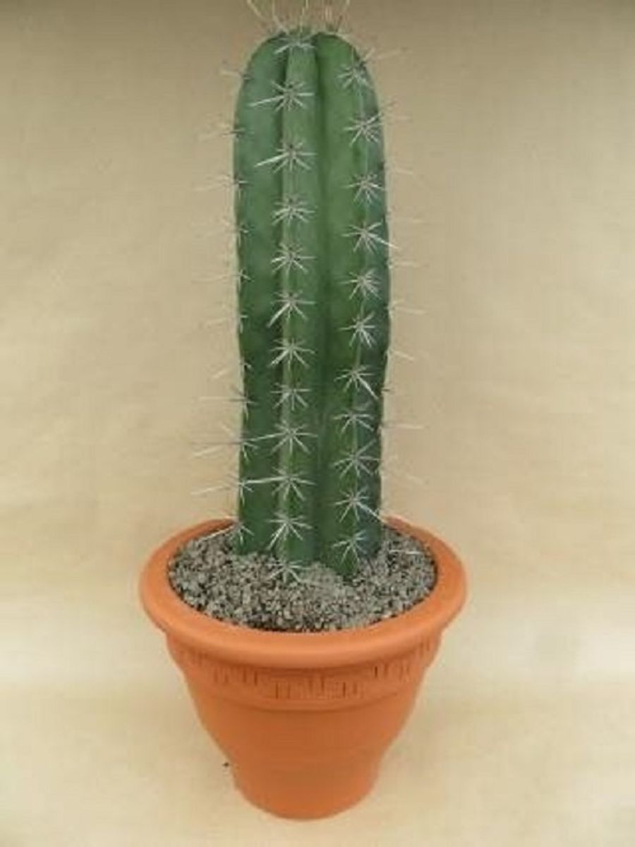 Lemaireocereus pruinosus — Plant Wholesale FlorAccess