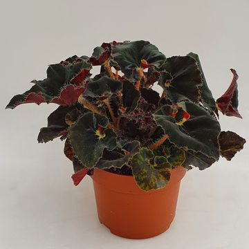Begonia 'Anne'